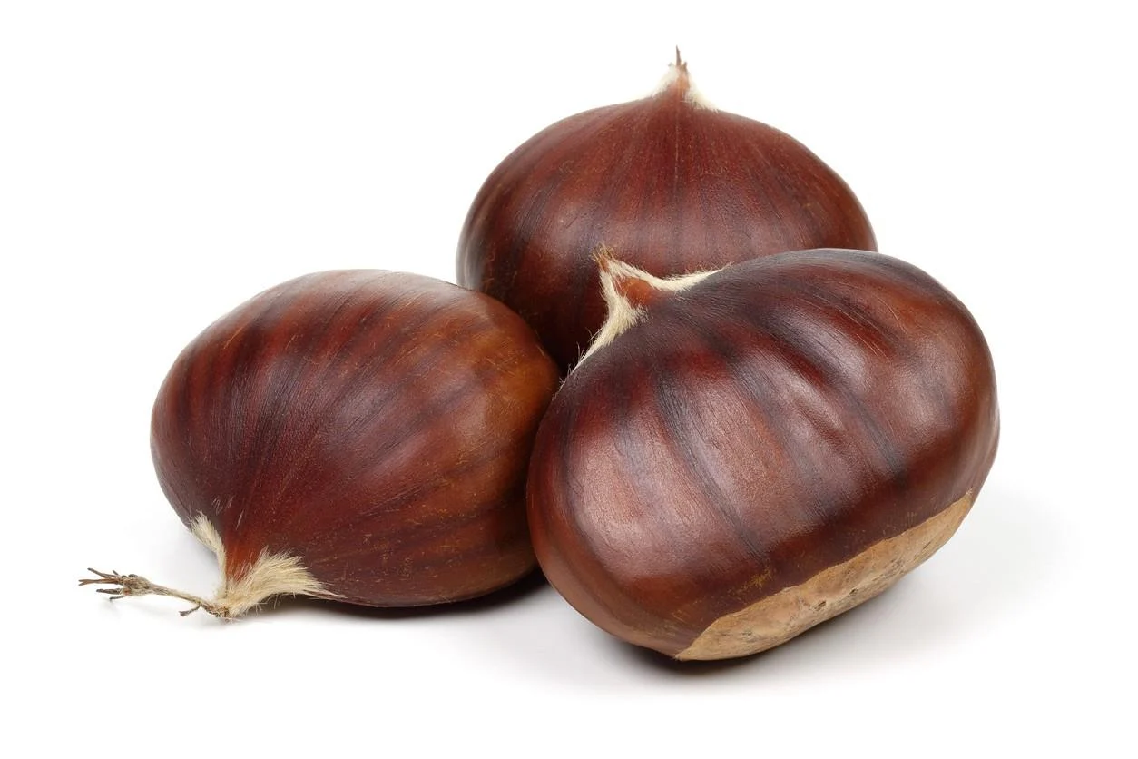 KESTANE