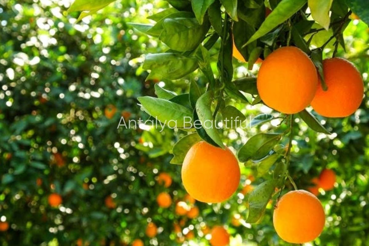 PORTAKAL ANTALYA DAL 