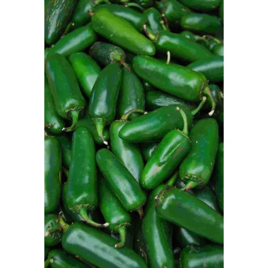 JALAPENO ACI BİBER 