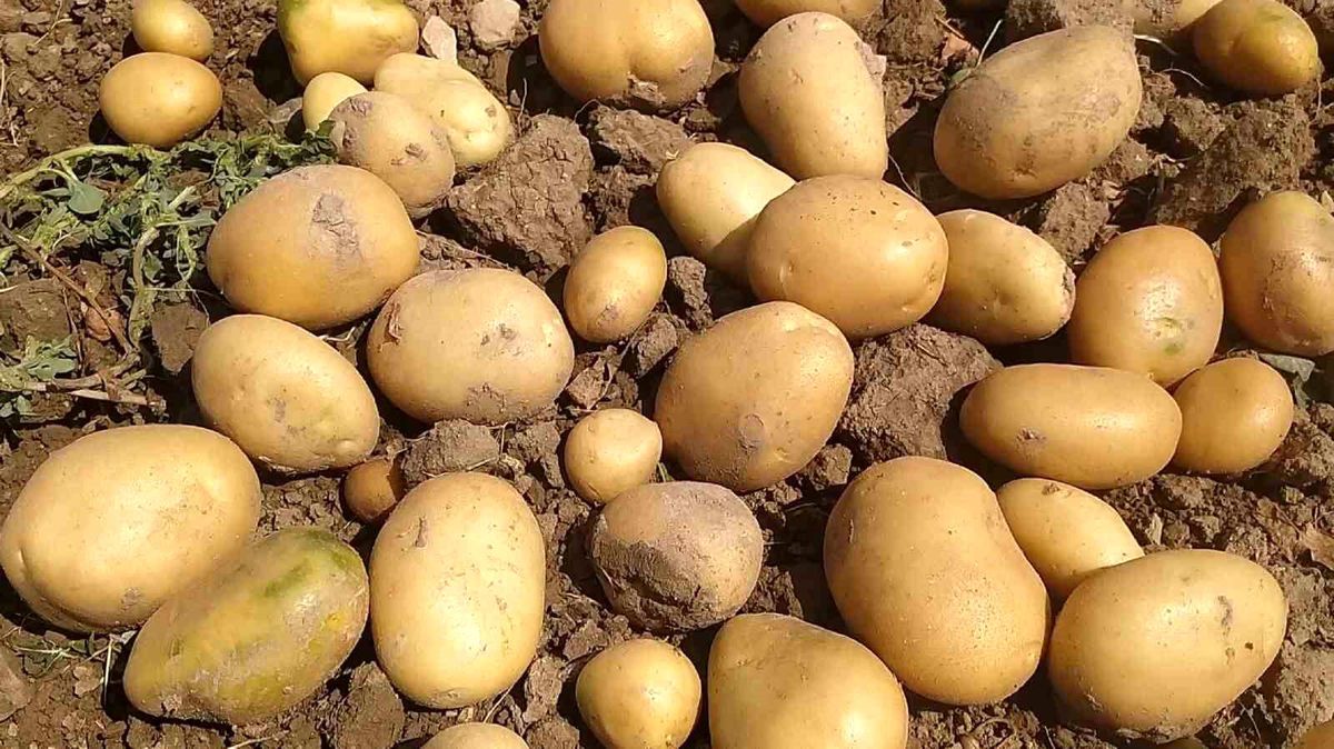 PATATES SİVAS